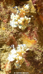 Similan Islands, Shrimps while Walking by Gerhard Siemons 
